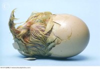 /album/incubadoras/chicken-egg-hatching-1a1314-jpg/